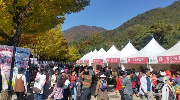 관광객들로 문전성시를 이룬 문경 사과축제 현장