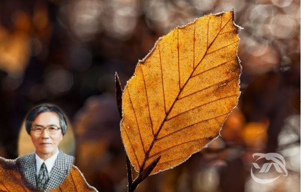 사진=무료이미지 픽사베이(전체), 좌측하단(박사 최영구)